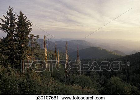 Stock Image -  Pisgah National Forest, NC, Blue Ridge Parkway, North Carolina, Scenic view of Pisgah National Forest at sunrise from the Blue Ridge Parkway in North Carolina.. Fotosearch