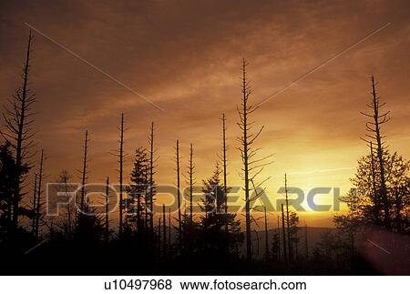 Stock Photo -  Pisgah National Forest, trees, acid rain, NC, North Carolina, Silhouette of trees at sunset destroyed by acid rain in Pisgah National Forest in North Carolina.. Fotosearch