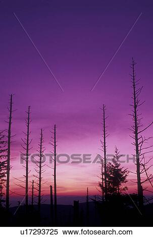 Stock Photography -  Pisgah National Forest, trees, acid rain, pollution, NC, North Carolina, Silhouette of trees at sunset destroyed by acid rain in Pisgah National Forest in North Carolina.. Fotosearch