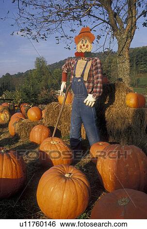 pumpkin, scarecrow, GA, Georgia, A scarecrow decoration is surrounded by huge orange pumpkins in the autumn in North Georgia. View Large Photo Image Stock Photograph - pumpkin, scarecrow, GA, Georgia, A scarecrow decoration is surrounded by huge orange pumpkins in the autumn in North Georgia.. Fotosearch