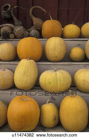 pumpkins, gourds displayed on a shelf View Large Photo Image Stock Image - pumpkins, gourds displayed on a shelf. Fotosearch