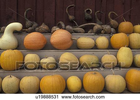 Stock Image -  pumpkins, gourds displayed on a shelf. Fotosearch