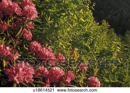 Rhododendron Autoroute Bleue Faîte Nc Montagnes Pisgah Forêt Nationale Caroline Nord Rhododendron Fleur à Vue Scénique De Les Montagnes