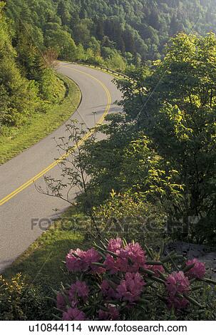 rhododendron, Blue Ridge Parkway, NC, North Carolina, Rhododendron in bloom along the Blue Ridge Pkwy. in the spring in North Carolina. View Large Photo Image Picture -  rhododendron, Blue Ridge Parkway, NC, North Carolina, Rhododendron in bloom along the Blue Ridge Pkwy. in the spring in North Carolina.. Fotosearch