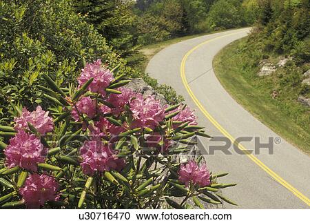 rhododendron, Blue Ridge Parkway, NC, North Carolina, Rhododendron in bloom along the Blue Ridge Parkway in the spring in North Carolina. View Large Photo Image Stock Image - rhododendron, Blue Ridge Parkway, NC, North Carolina, Rhododendron in bloom along the Blue Ridge Parkway in the spring in North Carolina.. Fotosearch