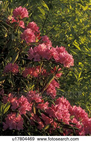 Stock Photo -  rhododendron, Blue Ridge Parkway, NC, North Carolina, Rhododendron in bloom along the Blue Ridge Pkwy. in the spring in North Carolina.. Fotosearch