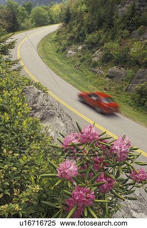 rhododendron, Blue Ridge Parkway, NC, North Carolina, Rhododendron in bloom along the Blue Ridge Pkwy. in the spring in North Carolina. View Large Photo Image Stock Photography - rhododendron, Blue Ridge Parkway, NC, North Carolina, Rhododendron in bloom along the Blue Ridge Pkwy. in the spring in North Carolina.. Fotosearch