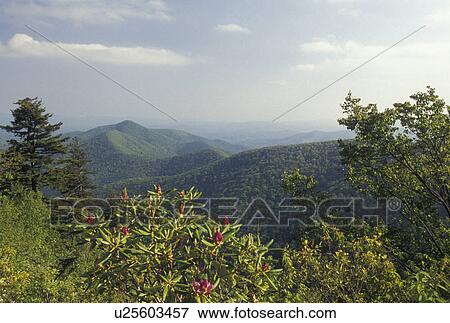 rhododendron, mountains, NC, Blue Ridge Parkway, Pisgah National Forest, North Carolina, Rhododendron in bloom with scenic view of the mountains from the Blue Ridge Pkwy. in the spring in North Carolina. View Large Photo Image Stock Photo - rhododendron, mountains, NC, Blue Ridge Parkway, Pisgah National Forest, North Carolina, Rhododendron in bloom with scenic view of the mountains from the Blue Ridge Pkwy. in the spring in North Carolina.. Fotosearch