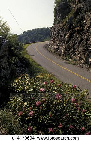 Picture -  rhododendron, NC, Blue Ridge Parkway, North Carolina, Rhododendron in bloom along the Blue Ridge Pkwy. in the spring in North Carolina.. Fotosearch
