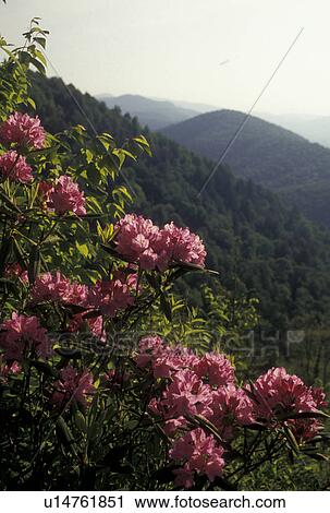 rhododendron, NC, Blue Ridge Parkway, mountains, North Carolina, Pisgah National Forest, Rhododendron in bloom with scenic view of the mountains from the Blue Ridge Pkwy. in the spring in North Carolina. View Large Photo Image Stock Image - rhododendron, NC, Blue Ridge Parkway, mountains, North Carolina, Pisgah National Forest, Rhododendron in bloom with scenic view of the mountains from the Blue Ridge Pkwy. in the spring in North Carolina.. Fotosearch