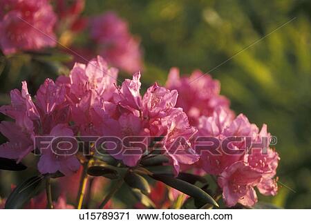 rhododendron, NC, Blue Ridge Parkway, North Carolina, Close-up of the pink blossoms on a Rhododendron plant in the spring along the Blue Ridge Parkway in North Carolina. View Large Photo Image Stock Image - rhododendron, NC, Blue Ridge Parkway, North Carolina, Close-up of the pink blossoms on a Rhododendron plant in the spring along the Blue Ridge Parkway in North Carolina.. Fotosearch