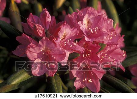 rhododendron, NC, Blue Ridge Parkway, North Carolina, Close-up of the pink blossoms on a Rhododendron plant in the spring along the Blue Ridge Parkway in North Carolina. View Large Photo Image Stock Image - rhododendron, NC, Blue Ridge Parkway, North Carolina, Close-up of the pink blossoms on a Rhododendron plant in the spring along the Blue Ridge Parkway in North Carolina.. Fotosearch