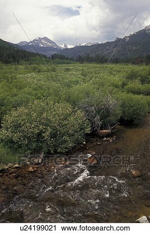 Stock Image -  Roosevelt National Forest, CO, Rocky Mountains, Colorado, Scenic view of the mountains and river flowing through Roosevelt National Forest.. Fotosearch