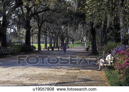 Savannah, GA, Georgia, Walking path with park benches in Forsyth Park in Savannah. View Large Photo Image Stock Photo - Savannah, GA, Georgia, Walking path with park benches in Forsyth Park in Savannah. . Fotosearch