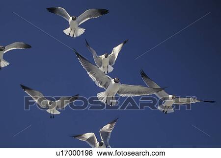 sea gulls, Outer Banks, North Carolina, NC, Sea gulls flying above View Large Photo Image Stock Photo - sea gulls, Outer Banks, North Carolina, NC, Sea gulls flying above. Fotosearch