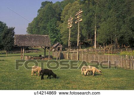 sheep, farm, Norris, TN, Tennessee, Lambs grazing on the farm at the Museum of Appalachia a pioneer mountain village in Norris. View Large Photo Image Stock Photo - sheep, farm, Norris, TN, Tennessee, Lambs grazing on the farm at the Museum of Appalachia a pioneer mountain village in Norris.. Fotosearch