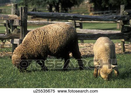 Stock Photography -  sheep, Norris, TN, Tennessee, Mother and baby sheep grazing in a small pasture at the Museum of Appalachia a pioneer mountain village and farm in Norris.. Fotosearch