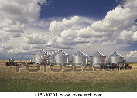 silos, farm, SD, South Dakota, Harvesting grain on a farm with farm machinery. View Large Photo Image Stock Image - silos, farm, SD, South Dakota, Harvesting grain on a farm with farm machinery.. Fotosearch