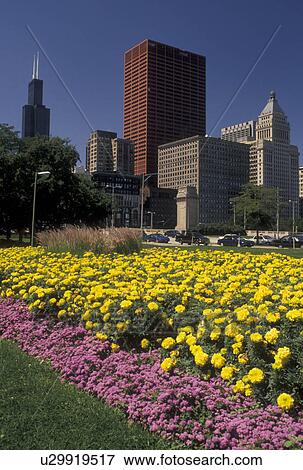 skyline, Chicago, IL, downtown, Illinois, Skyline of downtown Chicago from Grant Park adorned with colorful flowers. View Large Photo Image Stock Photo - skyline, Chicago, IL, downtown, Illinois, Skyline of downtown Chicago from Grant Park adorned with colorful flowers.. Fotosearch