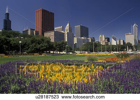 skyline, Chicago, IL, Illinois, Skyline of downtown Chicago from Grant Park adorned with an assortment of colorful flowers. View Large Photo Image Stock Image -  skyline, Chicago, IL, Illinois, Skyline of downtown Chicago from Grant Park adorned with an assortment of colorful flowers.. Fotosearch