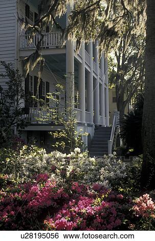 South Carolina, Beaufort, mansion, SC, Azaleas in bloom and Spanish Moss hanging from an oak tree on the grounds of an Historic House in the spring in the Historic District in the town of Beaufort. View Large Photo Image Stock Photograph - South Carolina, Beaufort, mansion, SC, Azaleas in bloom and Spanish Moss hanging from an oak tree on the grounds of an Historic House in the spring in the Historic District in the town of Beaufort.. Fotosearch