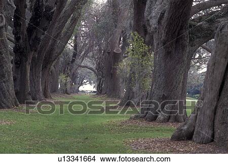 St. Simons Island, GA, Golden Isles, Georgia, Oak Tree Alley at Retreat Plantation on Saint Simons Island in Georgia. View Large Photo Image Picture - St. Simons Island, GA, Golden Isles, Georgia, Oak Tree Alley at Retreat Plantation on Saint Simons Island in Georgia.. Fotosearch