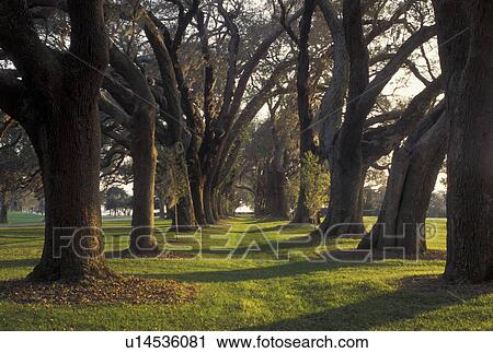 St. Simons Island, GA, Golden Isles, Georgia, Oak Tree Alley at Retreat Plantation on Saint Simons Island in Georgia. View Large Photo Image Stock Image - St. Simons Island, GA, Golden Isles, Georgia, Oak Tree Alley at Retreat Plantation on Saint Simons Island in Georgia.. Fotosearch
