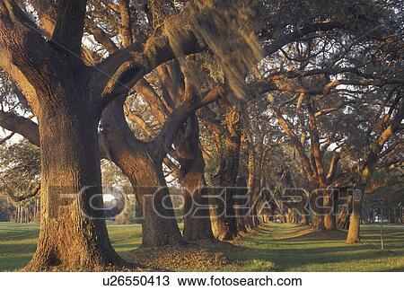 Stock Image -  St. Simons Island, GA, Golden Isles, Georgia, Spanish Moss hangs from the trees in Oak Tree Alley at Retreat Plantation on Saint Simons Island in Georgia.. Fotosearch