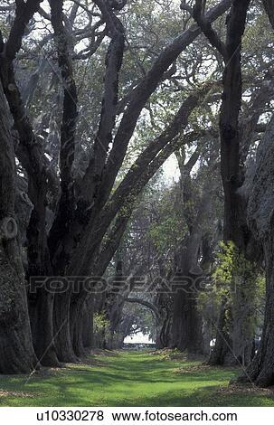 St. Simons Island, GA, Golden Isles, Georgia, Spanish Moss hangs from the trees in Oak Tree Alley at Retreat Plantation on Saint Simons Island in Georgia. View Large Photo Image Stock Photo - St. Simons Island, GA, Golden Isles, Georgia, Spanish Moss hangs from the trees in Oak Tree Alley at Retreat Plantation on Saint Simons Island in Georgia.. Fotosearch
