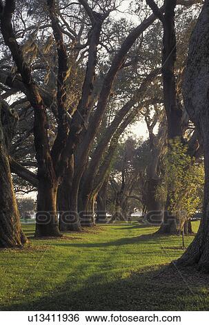 St. Simons Island, GA, Golden Isles, Georgia, Spanish Moss hangs from the trees in Oak Tree Alley at Retreat Plantation on Saint Simons Island in Georgia. View Large Photo Image Stock Photograph - St. Simons Island, GA, Golden Isles, Georgia, Spanish Moss hangs from the trees in Oak Tree Alley at Retreat Plantation on Saint Simons Island in Georgia.. Fotosearch