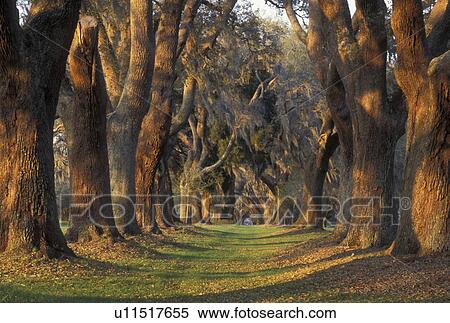 St. Simons Island, GA, Golden Isles, Georgia, Oak Tree Alley at Retreat Plantation on Saint Simons Island in Georgia. View Large Photo Image Stock Photography - St. Simons Island, GA, Golden Isles, Georgia, Oak Tree Alley at Retreat Plantation on Saint Simons Island in Georgia.. Fotosearch