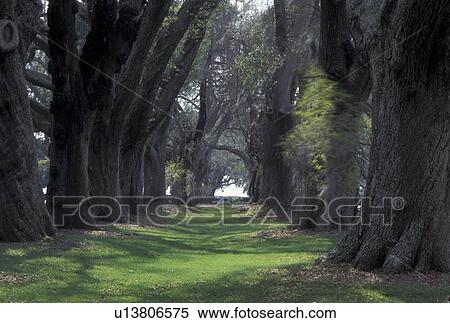 St. Simons Island, GA, Golden Isles, Georgia, Oak Tree Alley at Retreat Plantation on Saint Simons Island in Georgia. View Large Photo Image Stock Photography - St. Simons Island, GA, Golden Isles, Georgia, Oak Tree Alley at Retreat Plantation on Saint Simons Island in Georgia.. Fotosearch