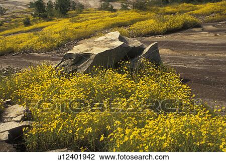 Stone Mountain, GA, Atlanta, Georgia, Yellow daisies grow on the granite rock on Stone Mountain in the spring at Georgia's Stone Mountain Park in Stone Mountain. View Large Photo Image Stock Image - Stone Mountain, GA, Atlanta, Georgia, Yellow daisies grow on the granite rock on Stone Mountain in the spring at Georgia's Stone Mountain Park in Stone Mountain. . Fotosearch
