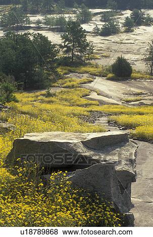 Stone Mountain, GA, Atlanta, Georgia, Yellow daisies grow on the granite rock on Stone Mountain in the spring at Georgia's Stone Mountain Park in Stone Mountain. View Large Photo Image Stock Photo - Stone Mountain, GA, Atlanta, Georgia, Yellow daisies grow on the granite rock on Stone Mountain in the spring at Georgia's Stone Mountain Park in Stone Mountain. . Fotosearch