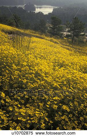 Stone Mountain, GA, Atlanta, Georgia, A field of yellow daisies grow on the granite rock of Stone Mountain in the spring at Georgia's Stone Mountain Park in Stone Mountain. View Large Photo Image Stock Photography - Stone Mountain, GA, Atlanta, Georgia, A field of yellow daisies grow on the granite rock of Stone Mountain in the spring at Georgia's Stone Mountain Park in Stone Mountain. . Fotosearch