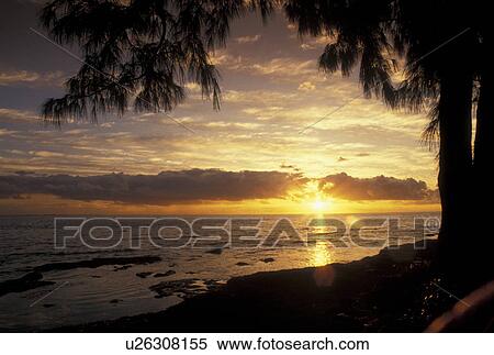 Stock Photography -  sunrise, sunset, Florida Keys, FL, Florida, Atlantic Ocean, Silhouette of a tree along the coast at sunrise over the Atlantic Ocean. Fotosearch