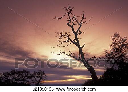 sunset, Blue Ridge, NC, North Carolina, Silhouette of trees at sunset along the Blue Ridge Pkwy. in North Carolina. View Large Photo Image Stock Photography - sunset, Blue Ridge, NC, North Carolina, Silhouette of trees at sunset along the Blue Ridge Pkwy. in North Carolina.. Fotosearch