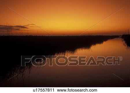 Stock Image -  sunset, sunrise, FL, Everglades Nat'l Park, Florida, The tall grass from the everglades reflects in the calm water at sunset in Everglades National Park.. Fotosearch