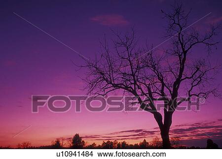 sunset, tree, silhouette, sunset, sunrise, Manassas National Battlefield Park, VA, Manassas, Virginia, Silhouette of a tree at sunset in Manassas Nat'l Battlefield Park. View Large Photo Image Picture - sunset, tree, silhouette, sunset, sunrise, Manassas National Battlefield Park, VA, Manassas, Virginia, Silhouette of a tree at sunset in Manassas Nat'l Battlefield Park.. Fotosearch