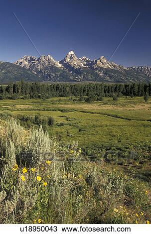 Teton Mountains, Grand Teton National Park, Jackson Hole, WY, Wyoming, Picturesque view of the Grand Teton Mountains from a scenic overlook in Grand Teton Nat'l Park in Wyoming. View Large Photo Image Stock Image - Teton Mountains, Grand Teton National Park, Jackson Hole, WY, Wyoming, Picturesque view of the Grand Teton Mountains from a scenic overlook in Grand Teton Nat'l Park in Wyoming.. Fotosearch