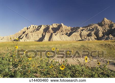 The Badlands, Badlands National Park, SD, South Dakota, Scenic view of rock formations with tall yellow sunflowers in the foreground in Badlands Nat'l Park in South Dakota. View Large Photo Image Stock Image - The Badlands, Badlands National Park, SD, South Dakota, Scenic view of rock formations with tall yellow sunflowers in the foreground in Badlands Nat'l Park in South Dakota.. Fotosearch