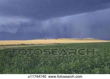 thunderstorm, farm, SD, South Dakota, Dark storm clouds over a field on a farm in South Dakota. View Large Photo Image Stock Image - thunderstorm, farm, SD, South Dakota, Dark storm clouds over a field on a farm in South Dakota.. Fotosearch