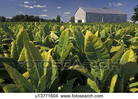 tobacco, KY, farm, Kentucky, white barn, A field of tobacco growing on a farm in Kentucky. View Large Photo Image Picture - tobacco, KY, farm, Kentucky, white barn, A field of tobacco growing on a farm in Kentucky.. Fotosearch