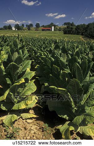 tobacco, KY, Kentucky, A field of tobacco growing on a farm in Kentucky ...
