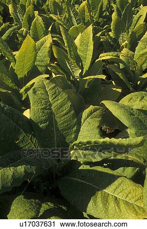 Stock Image -  tobacco, KY, Kentucky, Close-up of tobacco plants growing on a farm in Kentucky.. Fotosearch