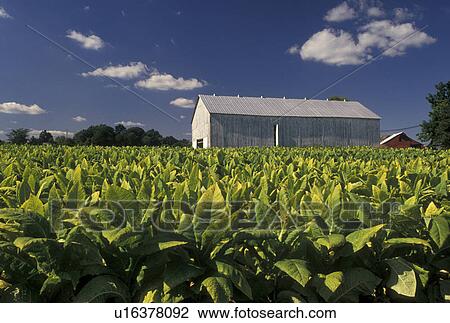 tobacco, KY, Kentucky, white barn, A field of tobacco growing on a farm in Kentucky. View Large Photo Image Stock Image - tobacco, KY, Kentucky, white barn, A field of tobacco growing on a farm in Kentucky.. Fotosearch