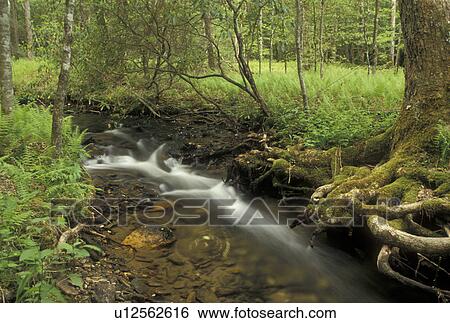 tree roots, Chattahoochee National Forest, GA, Georgia, North Georgia, Scenic river flows under tree roots in Chattahoochee National Forest. View Large Photo Image Stock Photograph - tree roots, Chattahoochee National Forest, GA, Georgia, North Georgia, Scenic river flows under tree roots in Chattahoochee National Forest.. Fotosearch