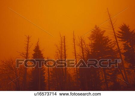 Picture -  trees, acid rain, fog, Blue Ridge, Pisgah National Forest, NC, North Carolina, Trees in the fog destroyed by acid rain in Pisgah National Forest in North Carolina.. Fotosearch