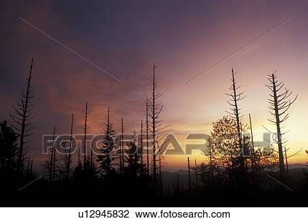 trees, acid rain, Pisgah National Forest, NC, North Carolina, Silhouette of trees at sunset destroyed by acid rain in Pisgah National Forest in North Carolina. View Large Photo Image Stock Image - trees, acid rain, Pisgah National Forest, NC, North Carolina, Silhouette of trees at sunset destroyed by acid rain in Pisgah National Forest in North Carolina.. Fotosearch