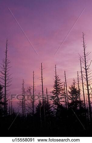 trees, acid rain, Pisgah National Forest, NC, North Carolina, Silhouette of trees at sunset destroyed by acid rain in Pisgah National Forest in North Carolina. View Large Photo Image Stock Image - trees, acid rain, Pisgah National Forest, NC, North Carolina, Silhouette of trees at sunset destroyed by acid rain in Pisgah National Forest in North Carolina.. Fotosearch